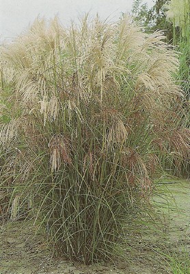 miscanthus